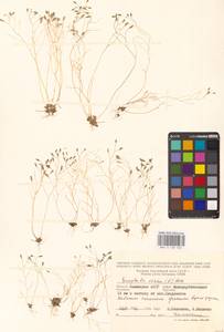 Draba verna L., Eastern Europe, Lower Volga region (E9) (Russia)