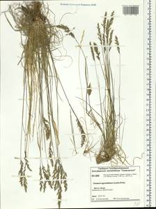 Koeleria subalpestris (Hartm.) Barberá, Quintanar, Soreng & P.M.Peterson, Siberia, Central Siberia (S3) (Russia)