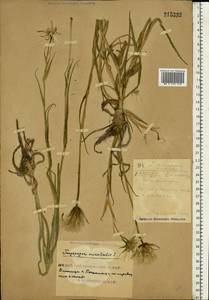Tragopogon orientalis L., Eastern Europe, South Ukrainian region (E12) (Ukraine)