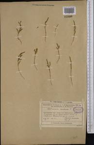 Salicornia europaea (Moss) Lambinon & Vanderp., Middle Asia, Muyunkumy, Balkhash & Betpak-Dala (M9) (Kazakhstan)