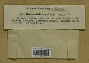 Meesia uliginosa Hedw., Bryophytes, Bryophytes - Western Europe (BEu) (Austria)