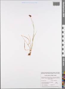 Luzula sudetica (Willd.) Schult., Eastern Europe, Northern region (E1) (Russia)