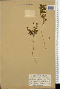 Cerastium undulatifolium Somm. & Levier, Caucasus, Stavropol Krai, Karachay-Cherkessia & Kabardino-Balkaria (K1b) (Russia)