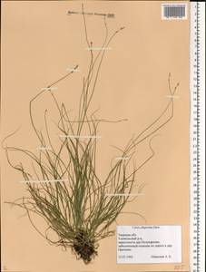 Carex disperma Dewey, Eastern Europe, North-Western region (E2) (Russia)