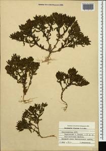 Saponaria viscosa C. A. Mey., Caucasus, Azerbaijan (K6) (Azerbaijan)