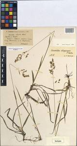 Hierochloe repens (Host) P.Beauv., Eastern Europe, Lower Volga region (E9) (Russia)