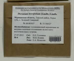 Dicranum brevifolium (Lindb.) Lindb., Bryophytes, Bryophytes - Karelia, Leningrad & Murmansk Oblasts (B4) (Russia)