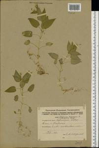 Stellaria nemorum L., Eastern Europe, Eastern region (E10) (Russia)