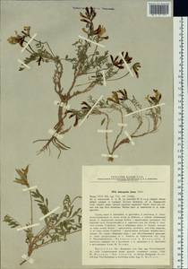 Astragalus ionae Palib., Siberia, Baikal & Transbaikal region (S4) (Russia)