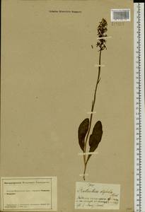 Platanthera bifolia (L.) Rich., Siberia, Altai & Sayany Mountains (S2) (Russia)