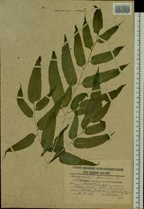 Coniogramme intermedia Hieron., Siberia, Russian Far East (S6) (Russia)