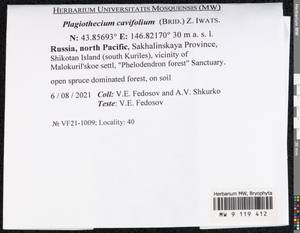 Plagiothecium cavifolium (Brid.) Z. Iwats., Bryophytes, Bryophytes - Russian Far East (excl. Chukotka & Kamchatka) (B20) (Russia)