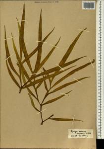Amorphophallus aphyllus (Hook.) Hutch., Africa (AFR) (Mali)