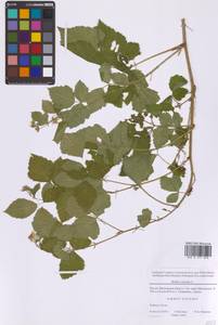 Rubus caesius L., Eastern Europe, Moscow region (E4a) (Russia)