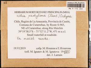 Vittia pachyloma (Mont.) Ochyra, Bryophytes, Bryophytes - America (BAm) (Chile)