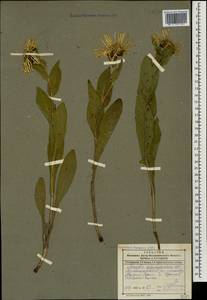 Pentanema orientale (Lam.) D. Gut. Larr., Santos-Vicente, Anderb., E. Rico & M. M. Mart. Ort., Caucasus, Dagestan (K2) (Russia)