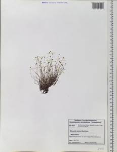 Sabulina stricta (Sw.) Rchb., Siberia, Central Siberia (S3) (Russia)