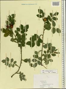 Rosa caesia Sm., Eastern Europe, Central forest-and-steppe region (E6) (Russia)