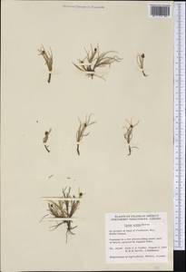 Carex ursina Dewey, America (AMER) (Canada)