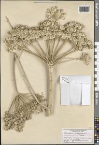 Heracleum platytaenium Boiss., South Asia, South Asia (Asia outside ex-Soviet states and Mongolia) (ASIA) (Turkey)