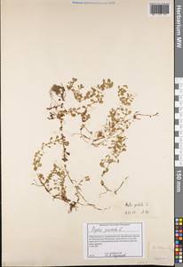 Lythrum portula (L.) D. A. Webb, Eastern Europe, North-Western region (E2) (Russia)