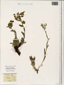 Onosma caucasica Levin, Caucasus, Stavropol Krai, Karachay-Cherkessia & Kabardino-Balkaria (K1b) (Russia)