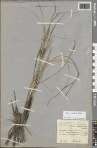 Carex rostrata var. rostrata, Eastern Europe, Northern region (E1) (Russia)