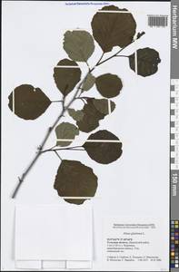 Alnus glutinosa (L.) Gaertn., Eastern Europe, Central region (E4) (Russia)