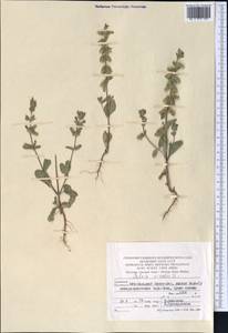 Salvia viridis L., Middle Asia, Kopet Dag, Badkhyz, Small & Great Balkhan (M1) (Turkmenistan)