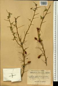 Caragana halodendron (Pall.) Dum.Cours., South Asia, South Asia (Asia outside ex-Soviet states and Mongolia) (ASIA) (China)