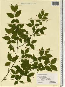 Euonymus verrucosus Scop., Eastern Europe, Western region (E3) (Russia)