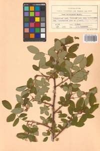 Rosa acicularis Lindl., Siberia, Russian Far East (S6) (Russia)