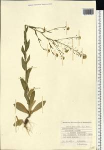 Neslia paniculata (L.) Desv., Eastern Europe, Northern region (E1) (Russia)