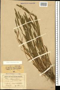Phleum paniculatum Huds., Caucasus, Stavropol Krai, Karachay-Cherkessia & Kabardino-Balkaria (K1b) (Russia)