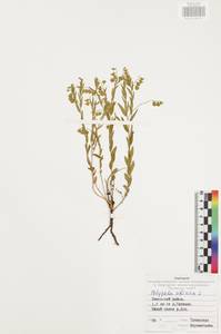 Polygala sibirica L., Eastern Europe, Central region (E4) (Russia)