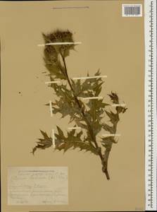 Lophiolepis horrida (Adams) Bures, Del Guacchio, Iamonico & P. Caputo, Caucasus, Krasnodar Krai & Adygea (K1a) (Russia)