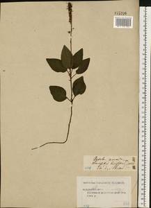 Orthilia secunda (L.) House, Eastern Europe, Central forest region (E5) (Russia)