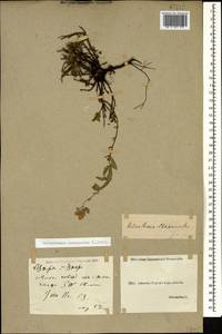 Helianthemum nummularium (L.) Mill., Caucasus, Georgia (K4) (Georgia)