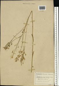 Camelina sativa (L.) Crantz, Eastern Europe, Middle Volga region (E8) (Russia)