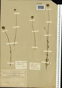 Jasione montana L., Eastern Europe, Central region (E4) (Russia)