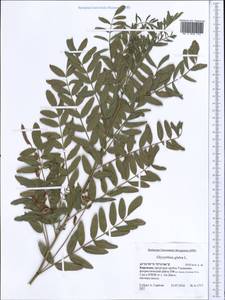 Glycyrrhiza glabra L., Middle Asia, Western Tian Shan & Karatau (M3) (Kyrgyzstan)