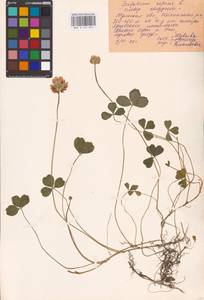 Trifolium repens L., Eastern Europe, Central region (E4) (Russia)