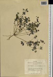 Leptopyrum fumarioides (L.) Rchb., Siberia, Altai & Sayany Mountains (S2) (Russia)