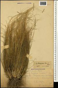 Stipa lessingiana Trin. & Rupr., Caucasus, Dagestan (K2) (Russia)