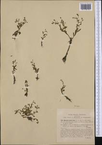 Myosotis sicula Guss., Western Europe (EUR) (Italy)