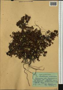 Kalmia procumbens (L.) Gift, Kron & P. F. Stevens, Siberia, Western Siberia (S1) (Russia)