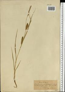 Carex hirta L., Eastern Europe, South Ukrainian region (E12) (Ukraine)