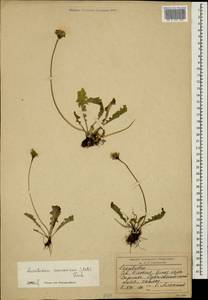 Leontodon caucasicus (M. Bieb.) Fisch., Caucasus, North Ossetia, Ingushetia & Chechnya (K1c) (Russia)