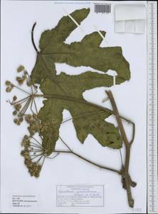 Heracleum grandiflorum Steven ex M. Bieb., Caucasus, Dagestan (K2) (Russia)