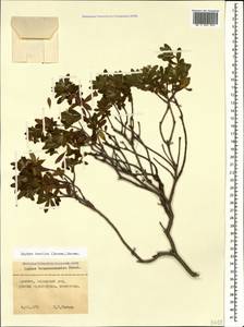 Daphne oleoides subsp. transcaucasica (Pobed.) Halda, Caucasus, Armenia (K5) (Armenia)